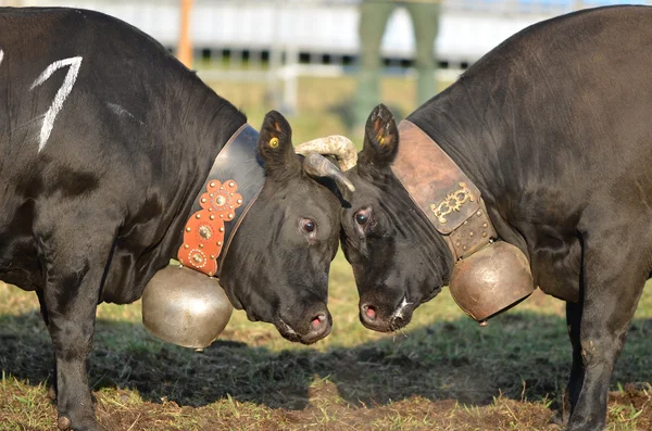 Two fighting cows — Stock Photo, Image