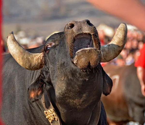 Brown cow with decorative collar — Stock Photo, Image