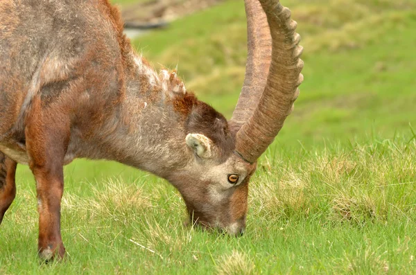 Male mountain ibex — Stock Photo, Image