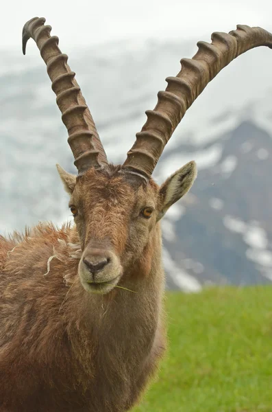 Steinbockmännchen — Stockfoto