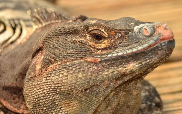 Velké Krokodýl Moreletův — Stock fotografie