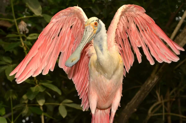 The roseate spoonbill showing wings — Stock Photo, Image