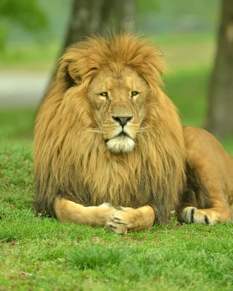 Grande leão africano macho — Fotografia de Stock