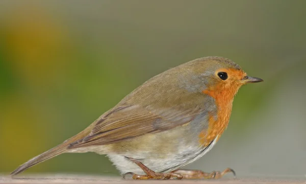 A robin redbreast bird — Stock Photo, Image