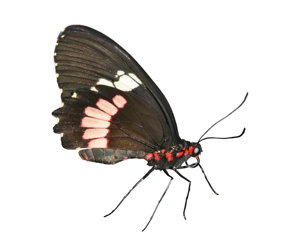 Cattlehearth motýl na bílém pozadí — Stock fotografie