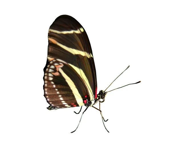 Zebra Butterfly a white background — Stock Photo, Image