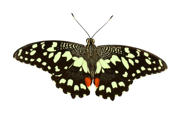 Lipa Swallowtail białe tło — Zdjęcie stockowe