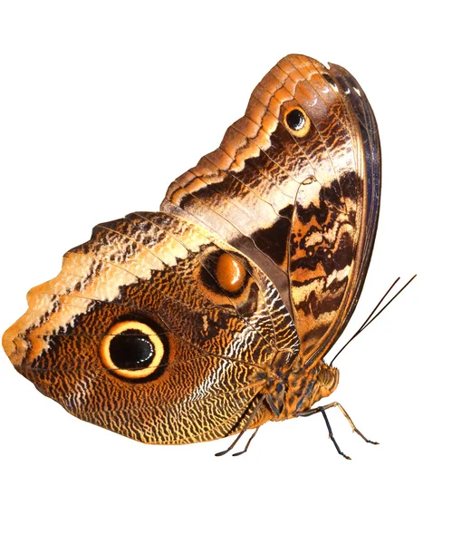 Owl Butterfly a white background — Stock Photo, Image