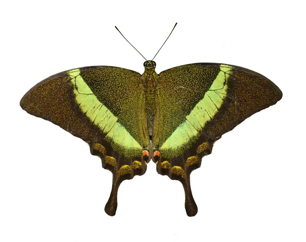 Papilio palinurus białe tło — Zdjęcie stockowe