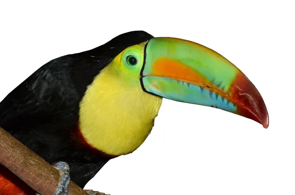 绚丽的彩虹巨嘴鸟 — 图库照片