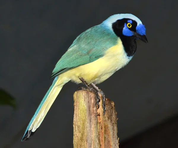 La ghiandaia verde colorata — Foto Stock