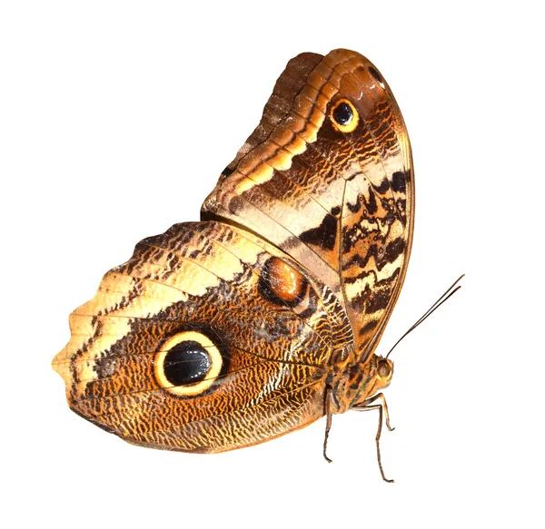 Owl Butterfly a white background — Stock Photo, Image