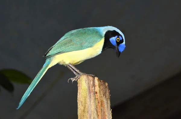 O gaio verde colorido — Fotografia de Stock