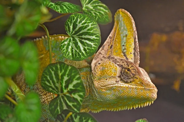 Portret kameleon z bliska — Zdjęcie stockowe