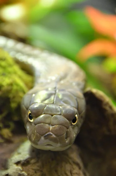 Närbild porträtt av kung Cobra — Stockfoto