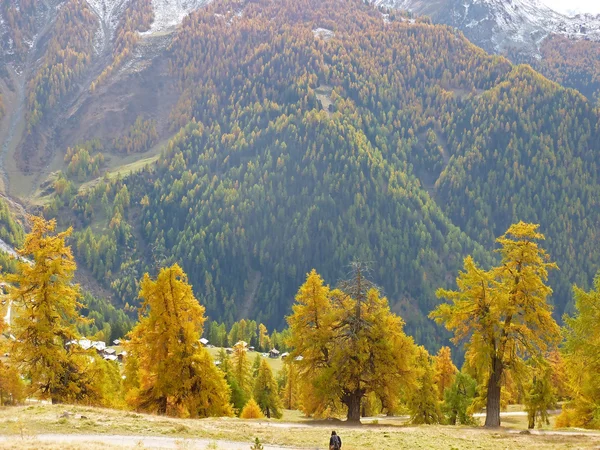 Mountain larches and pines — Stock Image Mountain larches and pines Stock Photo