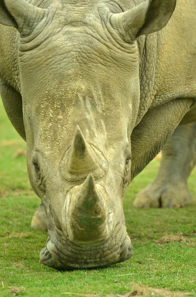 Hoofd van de witte neushoorn — Stockfoto