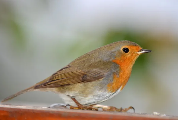 Robin red breast — Stock Photo, Image