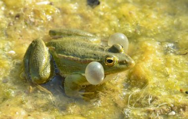 Male edible green frog