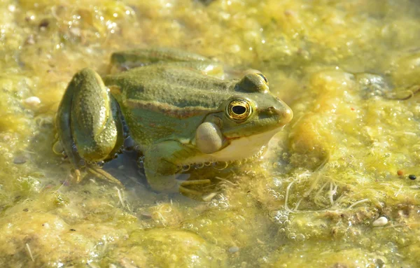 Male edible green frog — 스톡 사진