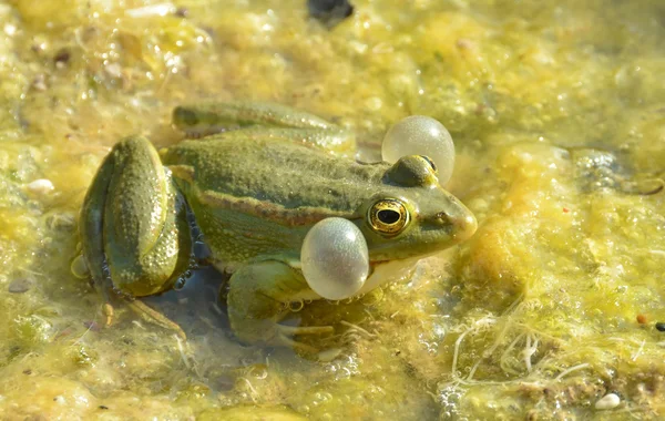 Male edible green frog — Stok fotoğraf