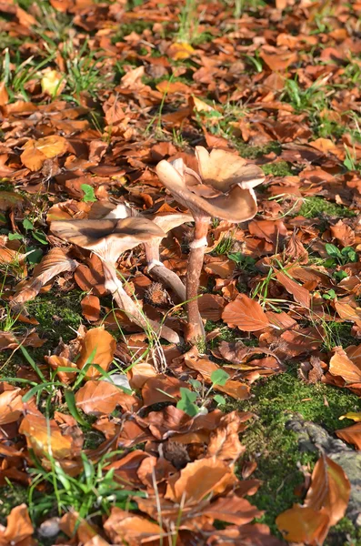 Paddestoelen groeien temidden van bladeren — Stockfoto