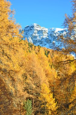 Mountain larch ağaçları sonbaharda