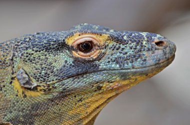 Komodo Dragon büyük kertenkele