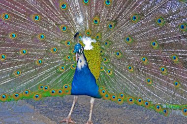 görünen bir erkek tavuskuşu