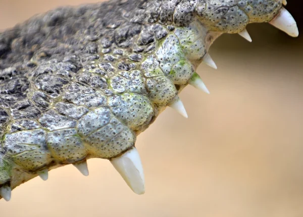 Överkäken av en krokodil — Stockfoto