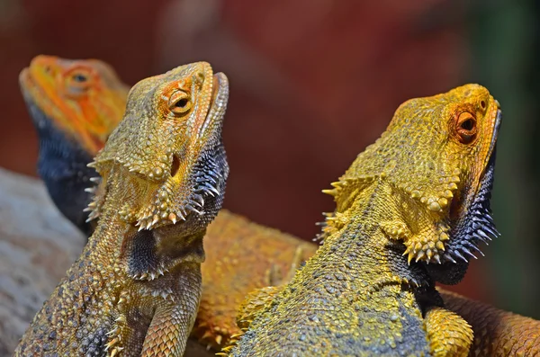 Dragones barbudos tomando el sol —  Fotos de Stock