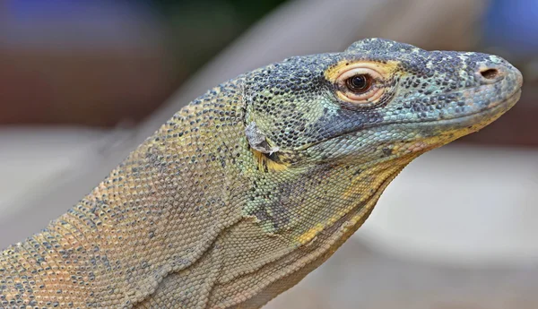 Komodo Dragon largest lizard — Stock Image Komodo Dragon largest lizard Royalty Free Stock Photos