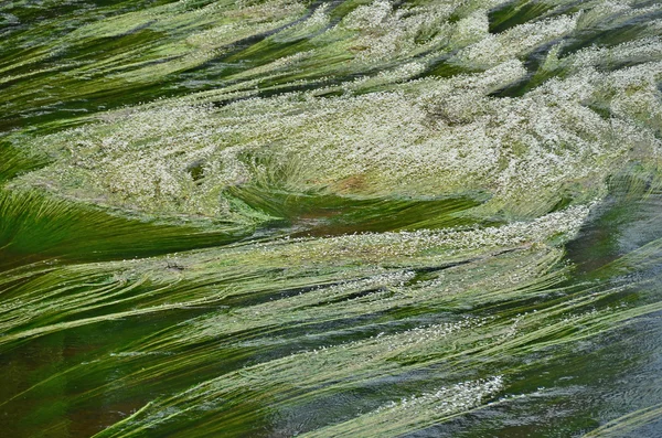 Mauvaise herbe de rivière à floraison — Photo