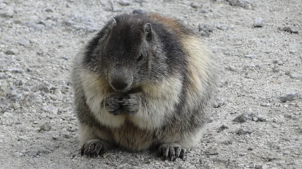 Marmotte desfrutando de uma mordida para comer — Fotografia de Stock