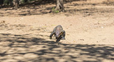 Komodo ejderhası Endonezya, Flores, Komodo adasında sahilde. Genç varan kertenkele yolda.
