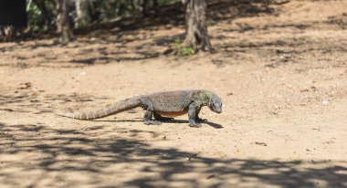 Komodo ejderhası Endonezya, Flores, Komodo adasında sahilde. Genç varan kertenkele yolda.