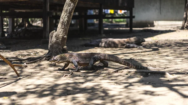 Dragão Komodo Domesticado Flores Indonésia Lagarto Varanus Komodoensis Ilhas Komodo — Fotografia de Stock