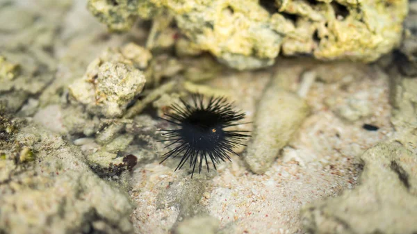 urchin on the rock, Sea urchin on dead coral on the beach, small Echinoidea  on the rock stone in the sea, ocean animal, soft focus