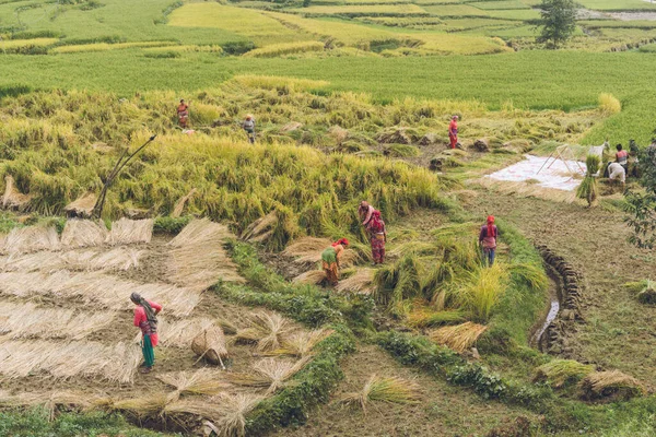 尼泊尔纳摩佛 2020年9月20日 尼泊尔农民收获稻谷 水稻收获季节 尼泊尔当地妇女在田里劳作 — 图库照片
