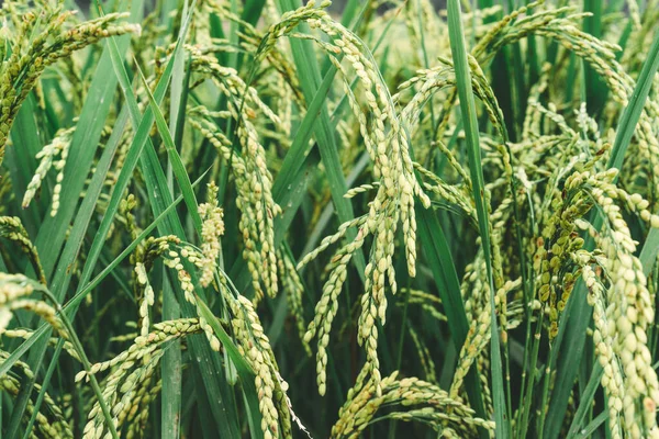 Fält Ris Närbild Ris Grödor Gröna Paddyfält Asien Skördesäsong Jordbruk — Stockfoto