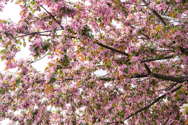 İlkbaharda pembe kiraz çiçeği, Sakura Kanzan. Prunus serrulata. Cerasus serrulata. Sekiyama. Japon kiraz çiçekleri, bahar mevsimi