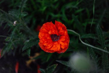 Bahçedeki güzel kırmızı gelincik çiçeği, koyu yeşil çimen. Kopyala-yapıştır kavramı