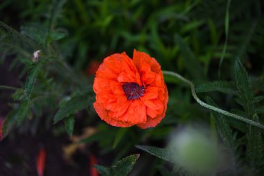 Bahçedeki güzel kırmızı gelincik çiçeği, koyu yeşil çimen. Kopyala-yapıştır kavramı