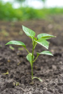 Genç yeşil çan biberi filizleri. Seçici odaklanma. Yeşil bitki toprakta yetişir. Çiftçilik ve tarım