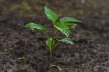 Genç yeşil çan biberi filizleri. Seçici odaklanma. Yeşil bitki toprakta yetişir. Çiftçilik ve tarım