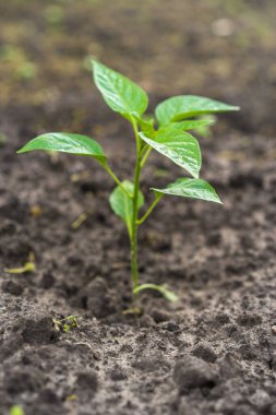 Genç yeşil çan biberi filizleri. Seçici odaklanma. Yeşil bitki toprakta yetişir. Çiftçilik ve tarım