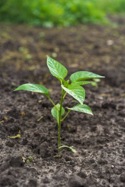 Genç yeşil çan biberi filizleri. Seçici odaklanma. Yeşil bitki toprakta yetişir. Çiftçilik ve tarım