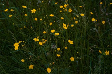 Koyu yeşil çimenlerde sarı çiçekler, tarlada tavuk körlüğü çiçekleri