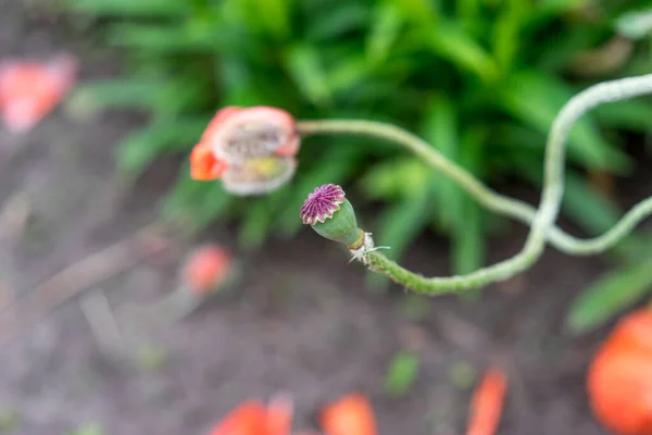 心形花 花园里漂亮的红罂粟 春天的季节复制 粘贴概念 — 图库照片