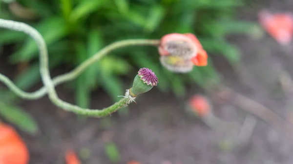 心形花 花园里漂亮的红罂粟 春天的季节复制 粘贴概念 — 图库照片